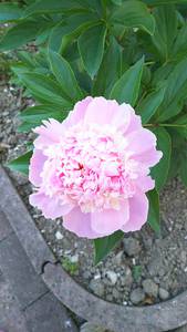 芍薬の花　高穂住宅　宮崎市松橋２丁目4-37